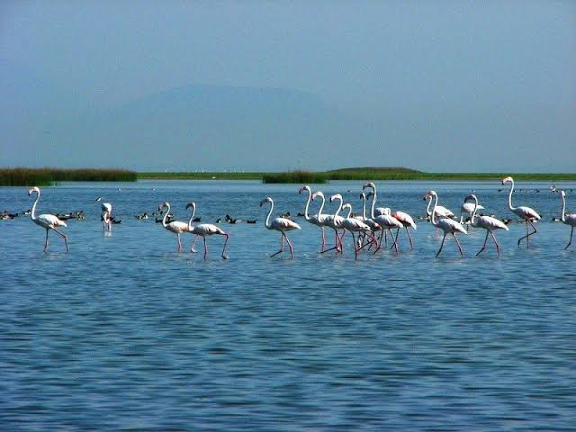 Migratory birds at Chilika Lake