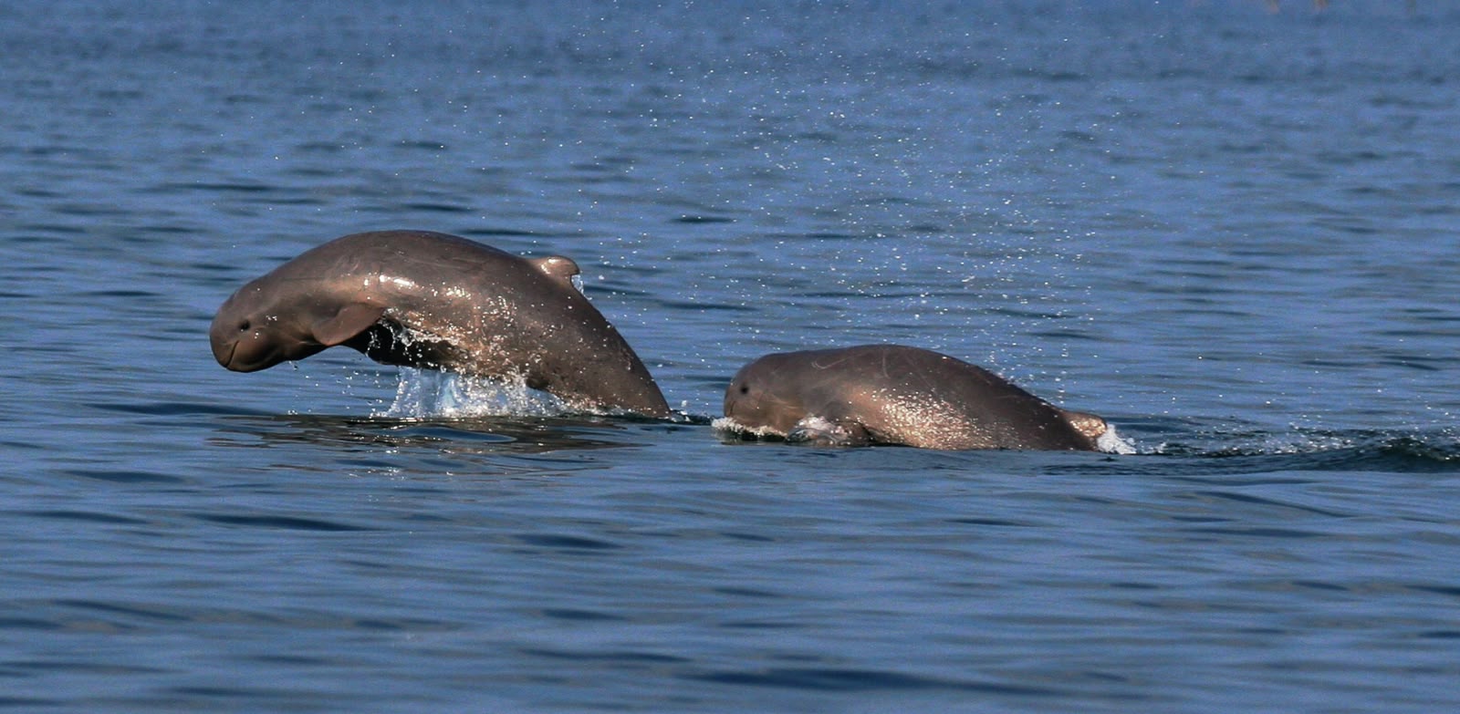 Dolphin at Chilika Lake